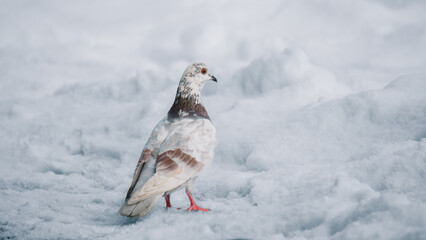 pigeon standing on snowy ground