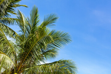 Green coconut palm trees on blue sky background closeup, palm leaves texture, palm branches, palm leaf, palm jungle, exotic foliage, tropical island sea beach, summer holidays, vacation, travel banner