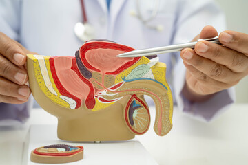 Male reproductive system, Asian doctor holding human anatomy model for study diagnosis and...