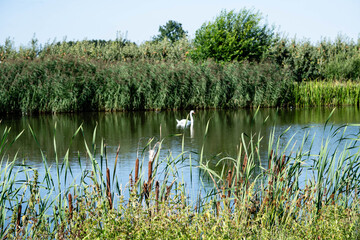 Erntezeit im Alten Land bei Hamburg, die &Auml;pfel Malus sind reif