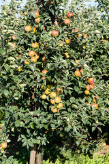 Erntezeit im Alten Land bei Hamburg, die Äpfel Malus sind reif