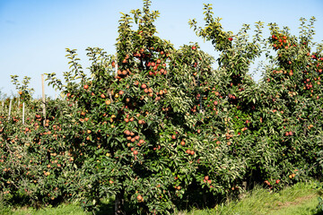 Erntezeit im Alten Land bei Hamburg, die Äpfel Malus sind reif