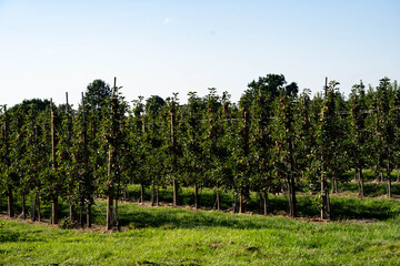 Erntezeit im Alten Land bei Hamburg, die Äpfel Malus sind reif