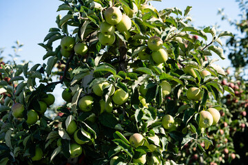 Erntezeit im Alten Land bei Hamburg, die Äpfel Malus sind reif