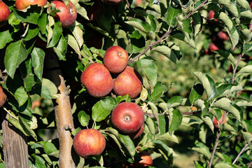 Erntezeit im Alten Land bei Hamburg, die Äpfel Malus sind reif