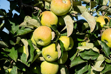 Erntezeit im Alten Land bei Hamburg, die Äpfel Malus sind reif