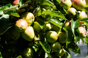 Erntezeit im Alten Land bei Hamburg, die Äpfel Malus sind reif
