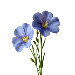 Fototapeta premium Two delicate light blue flax flowers with yellow centers and thin green stems and leaves isolated on transparent background