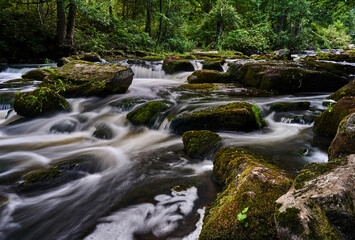 river in forest