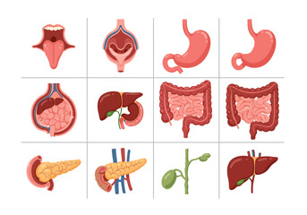 Anatomy chart showing 12 digestive organs in a grid layout