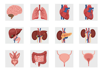 Illustration showcases anatomical organs brain lungs heart liver kidneys intestine bladder