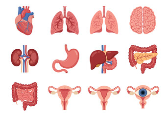 Organ illustrations arranged in four rows