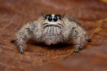 Close-up of Hylus diadri, a species of jumping spider (family Salticidae), on a dry leaf in Java, Indonesia.