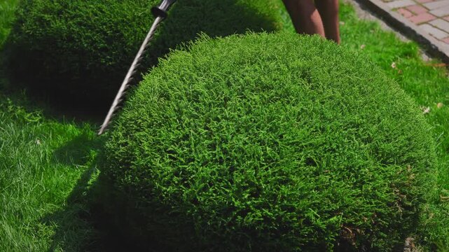 Close-up of electric hedge trimmer blades shaping ornamental shrub. Professional landscape design work creating precise topiary forms in garden.