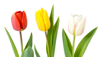Fototapeta premium Three vibrant tulips in red, yellow, and white stand tall with green leaves on a clean white background
