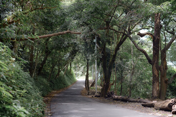 A narrow motor road running through thick wooded forest