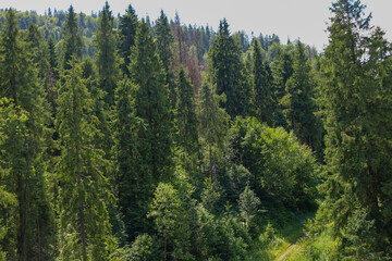 A dense forest slope covered with tall coniferous and deciduous trees. A narrow path is visible through the array of green. This image conveys a sense of wild, untouched nature, where peace and freshn