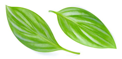 Green leaf on white background