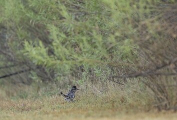 Baby Greater roadrunner