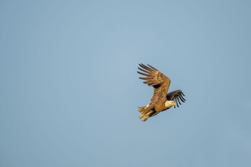 Bald Eagle in Flight at Sunrise