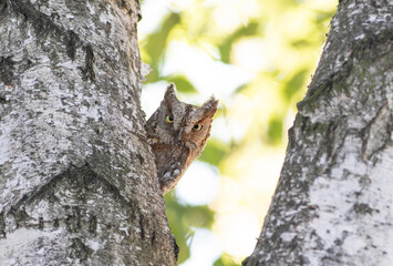 Fototapeta premium Eurasian scops owl, Otus scops. An adult female peeks out of her nest in a tree
