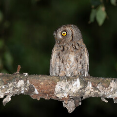 Eurasian scops owl, Otus scops. A bird sits on a branch, beautiful flat background