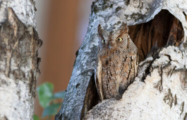 Obraz premium Eurasian scops owl, Otus scops. The bird sits at the entrance to the nest, guarding its chicks