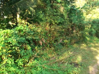 A small dirt road in rural Asia