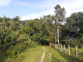 Fototapeta premium A small dirt road in rural Asia