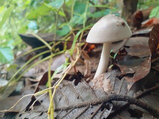 Mushrooms grow all over the forest after the rain.