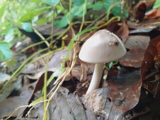 Mushrooms grow all over the forest after the rain.