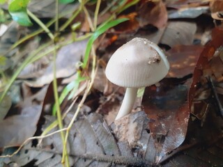 Mushrooms grow all over the forest after the rain.
