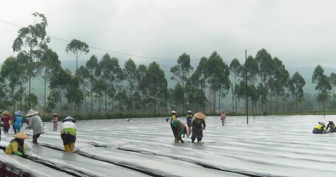 Video of farmers working in rice fields under cloudy skies, planting rice seedlings in rows.