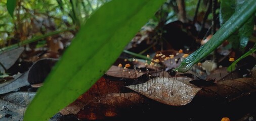 Mushrooms grow all over the forest after the rain.