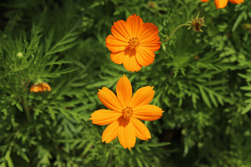 Two bright orange cosmos flowers viewed from above against dense green foliage. Clean botanical background for nature, floral and garden themes. High-resolution image, no people.