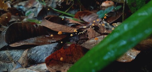 Mushrooms grow all over the forest after the rain.