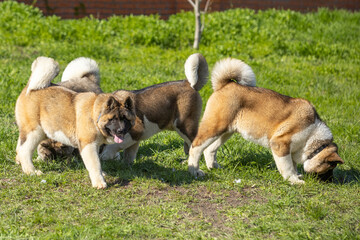American Akitas walking in the grass