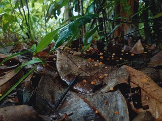 Mushrooms grow all over the forest after the rain.