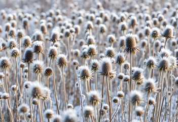 Frost-covered dried thistle plants in a field.