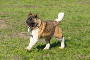 American Akitas walking in the grass