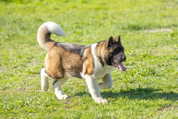 American Akitas walking in the grass