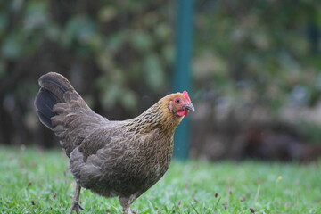 Poule naine 
