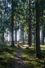 path in the forest