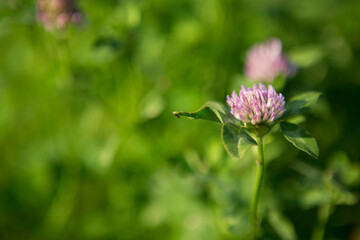Clover flowers in a meadow, blurred background