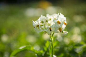White potato flowers in the garden