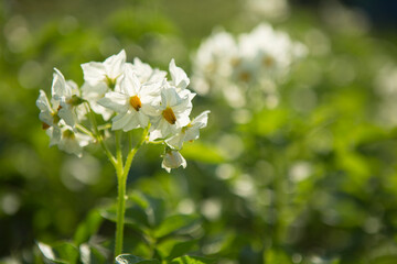 Fototapeta premium White potato flowers in the garden