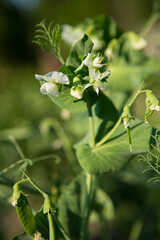 Peas are blooming in the garden