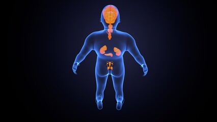 Human glands anatomy. 3d illustrations