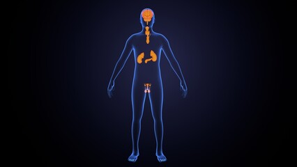 Human glands anatomy. 3d illustrations