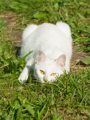 A white mongrel cat with yellow eyes is lying on the ground, looking forward.